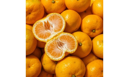 “극조생 제주 노지귤 추천! 산지 직송 당일 수확 귤로 고당도 겨울 간식 준비 끝!”