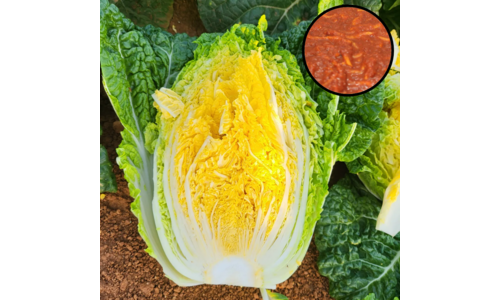 “해남 절임배추 20kg 특가! 국산 소금으로 산지 직송! 당일 출고로 김장 준비 끝!”